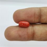 Natural  Stone Natural ( lal moonga ) Italian Capsule Cut Munga Gemstone 2.25 Ct to 15 Ct
